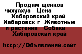 Продам щенков чихуахуа › Цена ­ 15 000 - Хабаровский край, Хабаровск г. Животные и растения » Собаки   . Хабаровский край